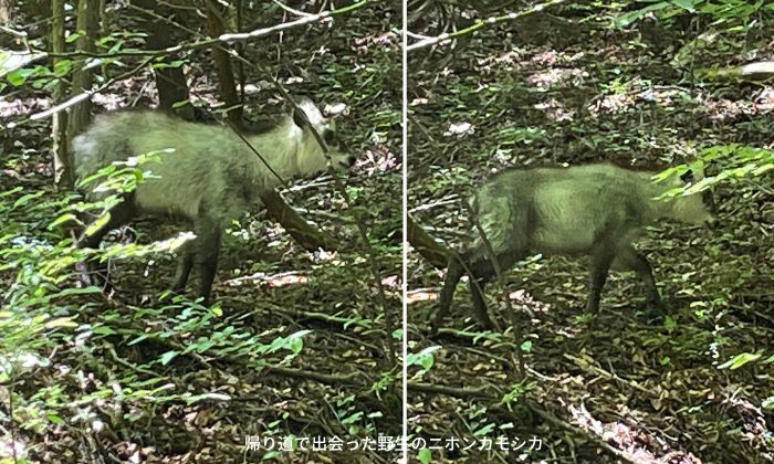野生のニホンカモシカ